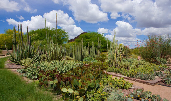 凤凰城沙漠植物园欧托森入口花园