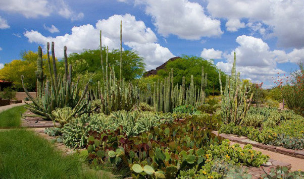 凤凰城沙漠植物园欧托森入口花园